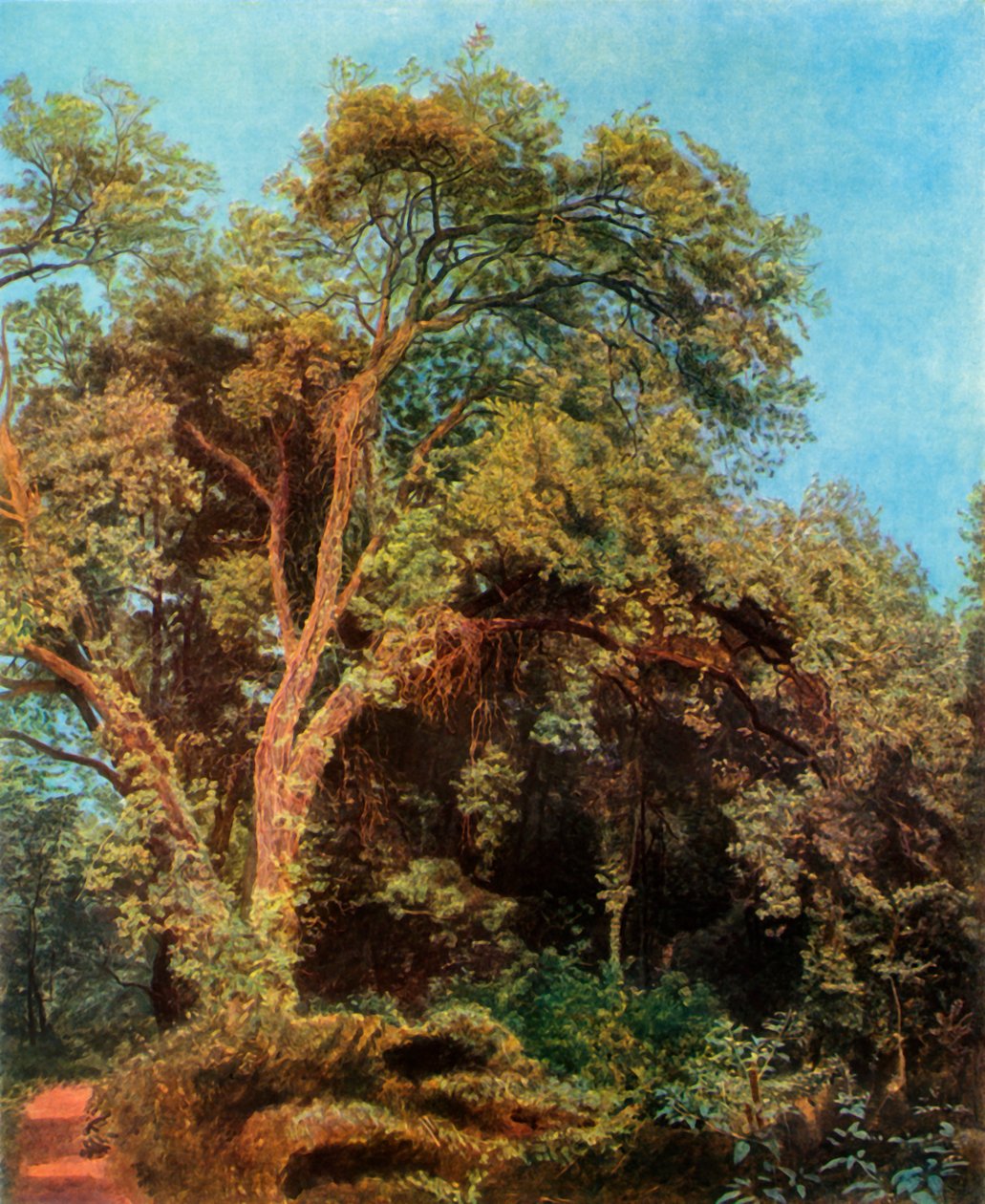 Drzewo w parku, połowa XIX wieku, 1965. autorstwa Aleksandr Ivanov