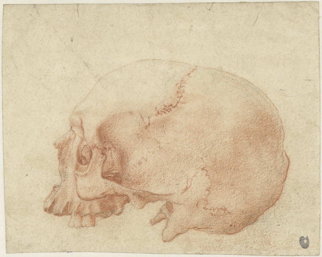 Badanie czaszki autorstwa Alessandro Allori
