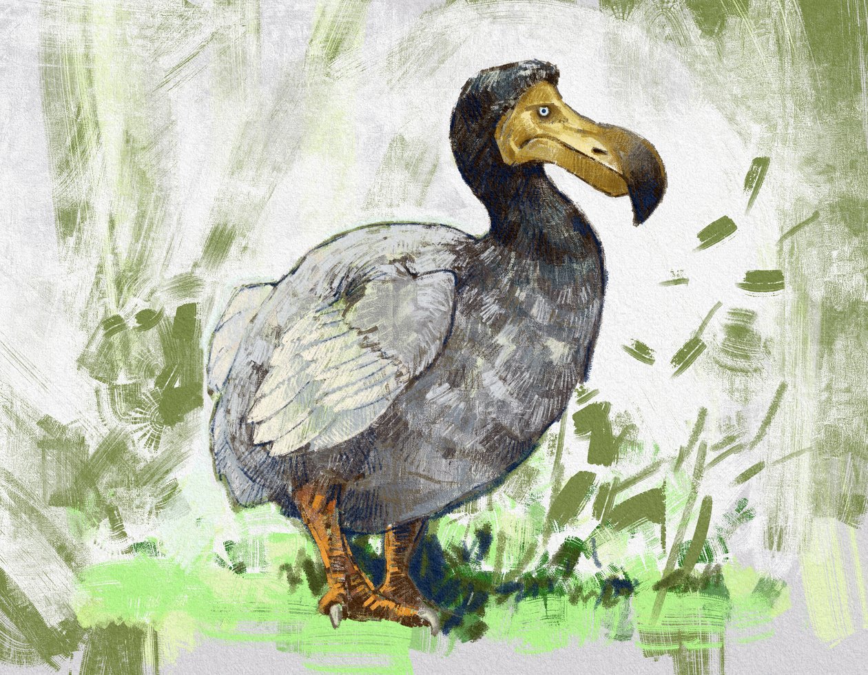 Przedstawienie wymarłego ptaka dodo (ilustracja) autorstwa Alessandro Lonati
