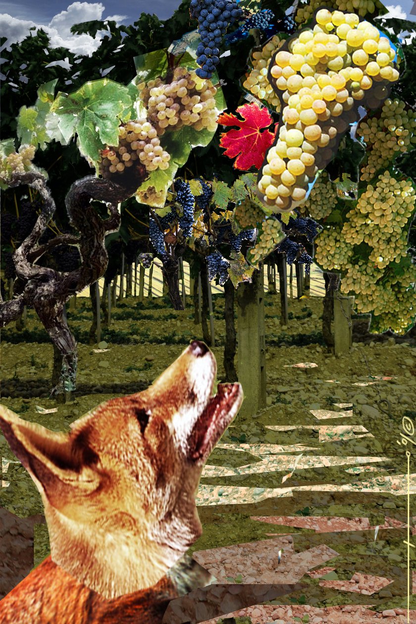 Lis i winogrona Ilustracja do bajki greckiego pisarza Esope (VII-VI wpne). Ilustracja autorstwa Alesandra Lonatiego. 2010 autorstwa Alessandro Lonati