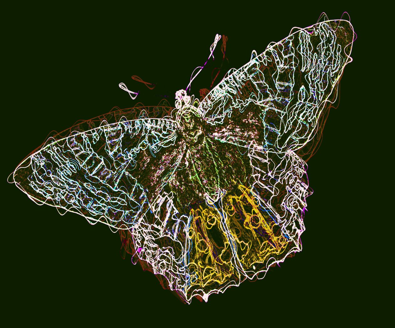 motyl 6,2020, (media mieszane) autorstwa Alex Caminker