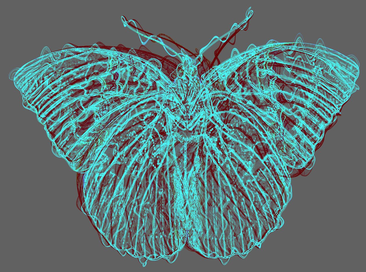 motyl 8,2020, (media mieszane) autorstwa Alex Caminker