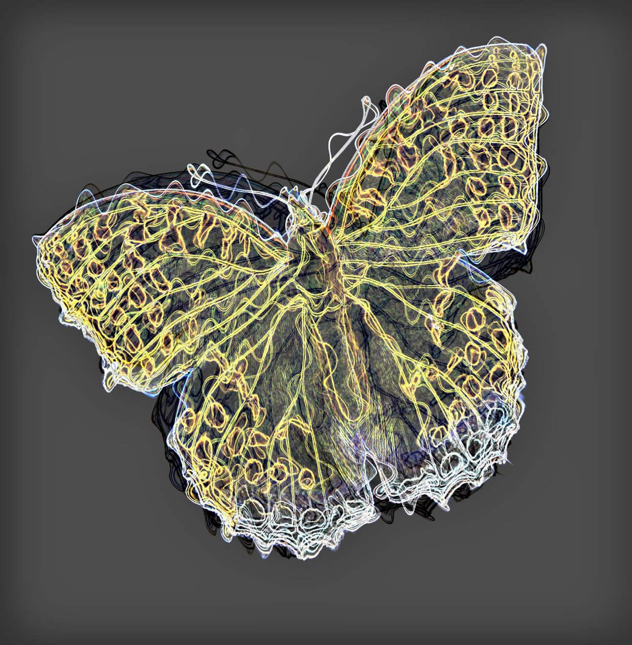 motyl 9,2020, (media mieszane) autorstwa Alex Caminker