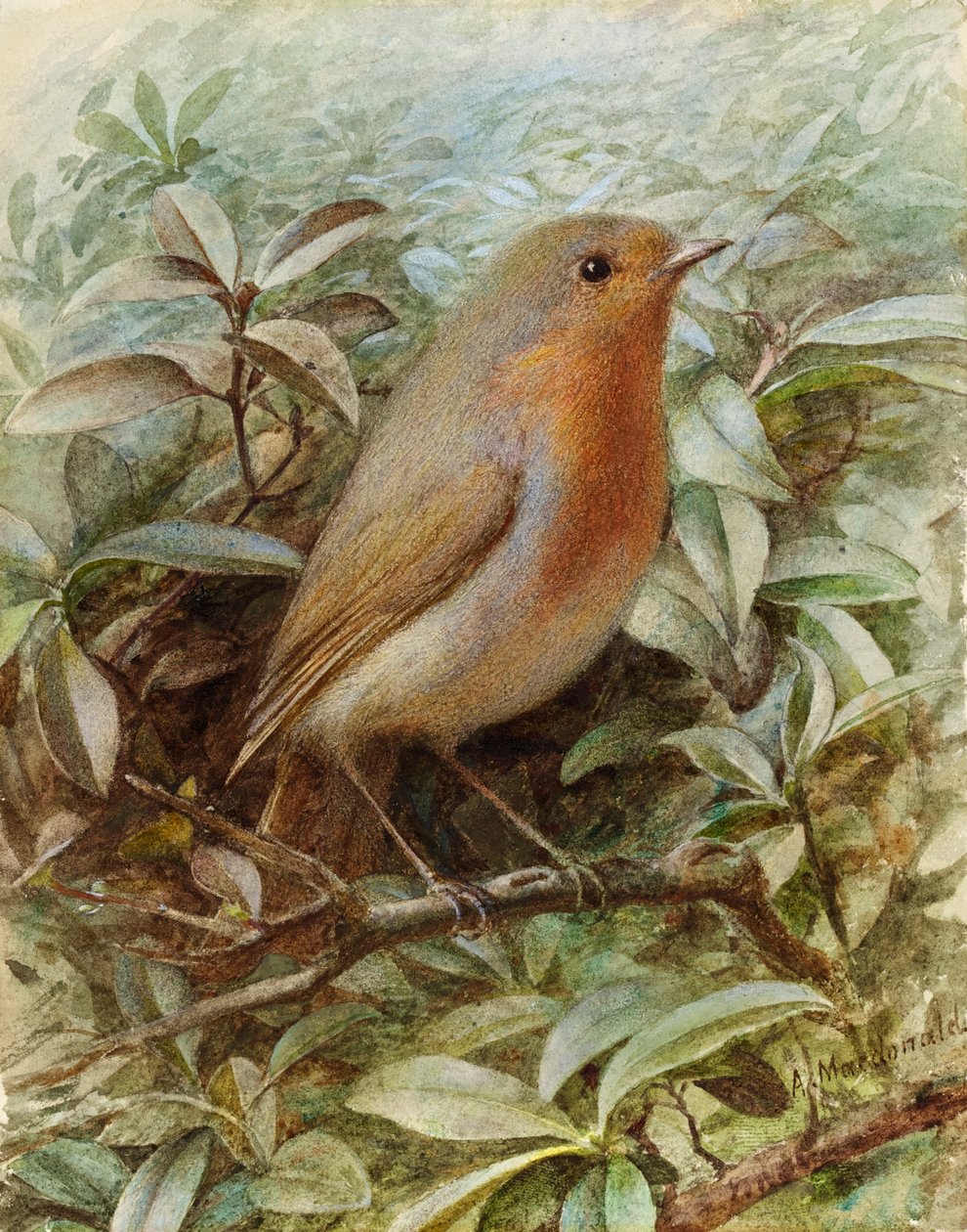 Robin na gałązce autorstwa Alexander Macdonald