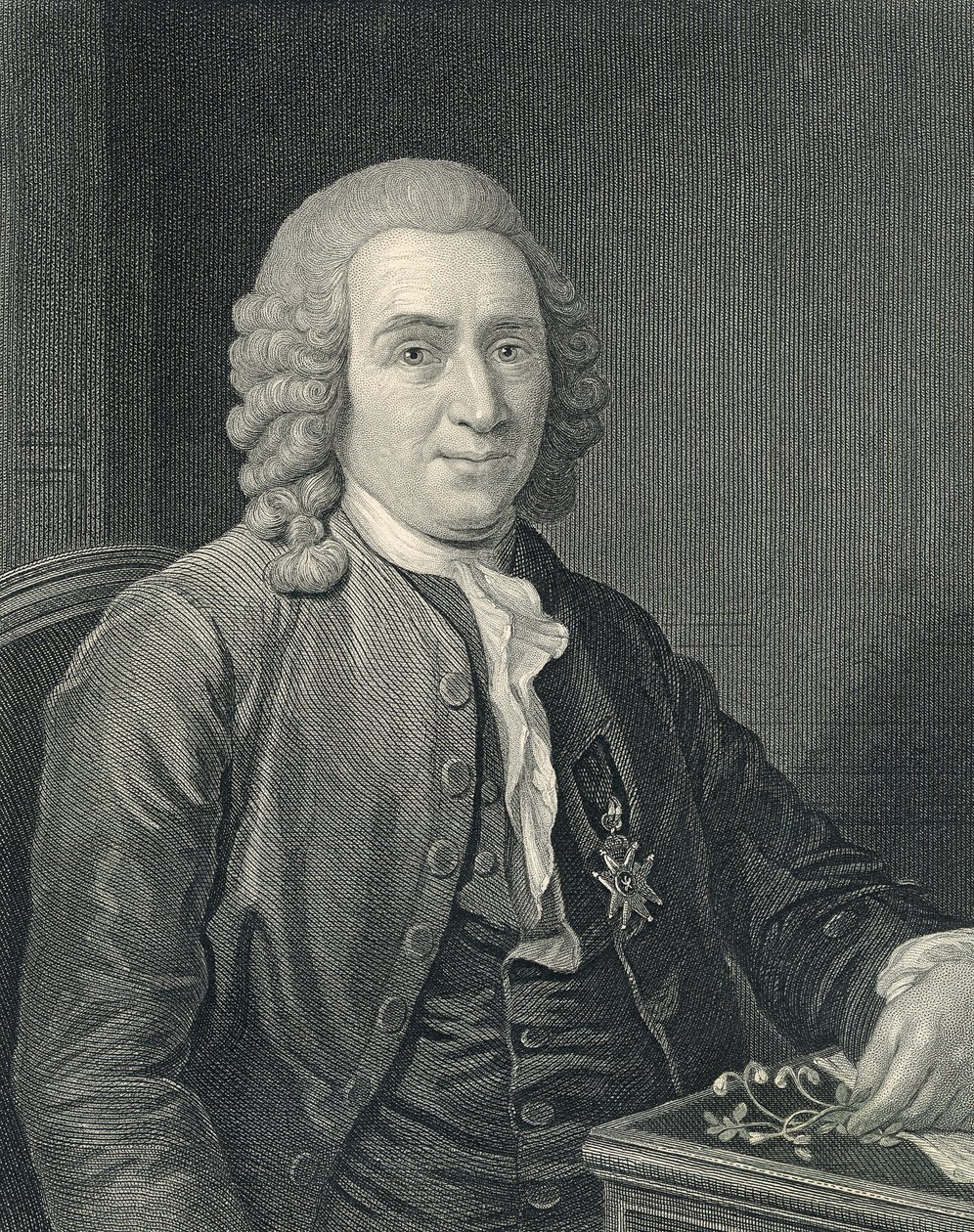 Retrato de Carolus Linnaeus polonês autorstwa Alexander (after) Roslin