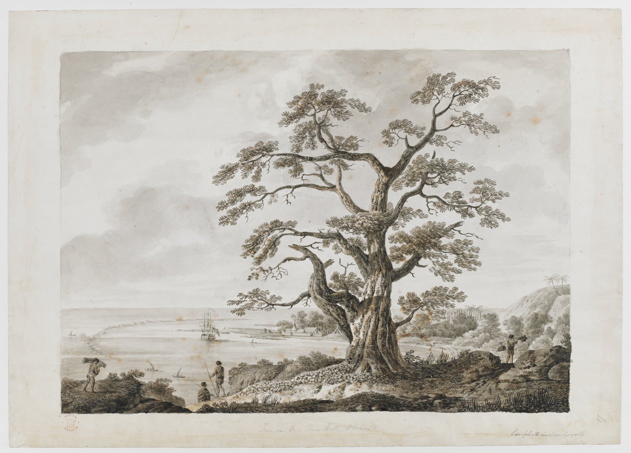 Dodać. 15508, nr 4, Drzewo na wzgórzu drzew, Otaheite, z „Rysunków atramentem indyjskim, ilustrujących pierwszą podróż kapitana Cooka autorstwa Alexander Buchan