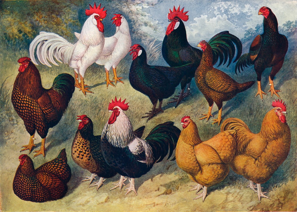 Rasy drobiu, c1903 c1910 autorstwa Alexander Francis Lydon