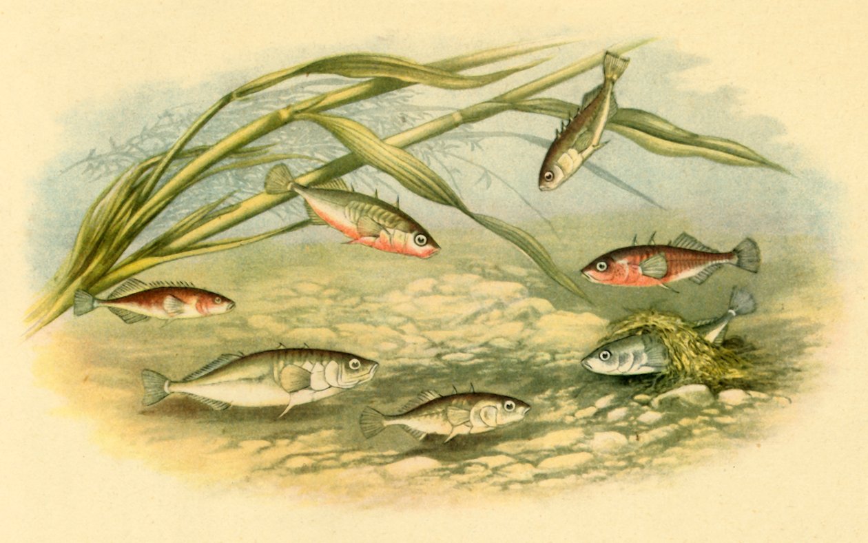 „Sticklebacks”, 1879, 1943. autorstwa Alexander Francis Lydon