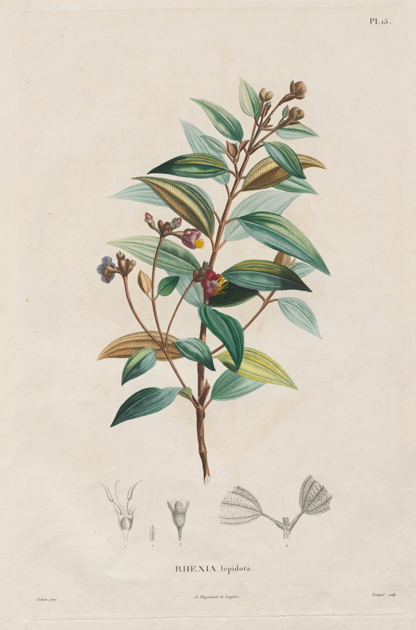 Podróż do regionów równonocy Nowego Kontynentu, wykonana w latach 1709-1804: Monografia Melastomaceae: nr 15 autorstwa Alexander, Freiherr von Humboldt