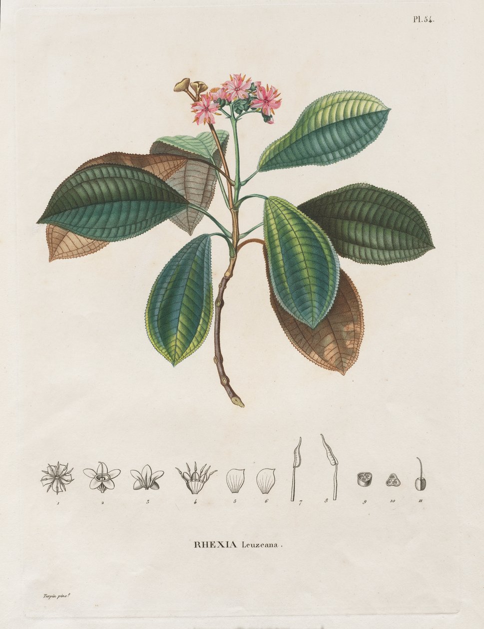 Podróż do regionów równonocy Nowego Kontynentu, wykonana w latach 1709-1804: Monografia Melastomaceae: nr 54 autorstwa Alexander, Freiherr von Humboldt