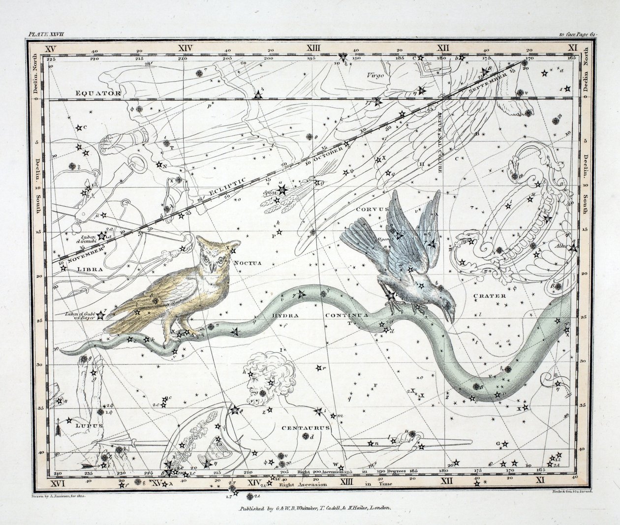 Konstelacje (tabl. XXVII) Hydra Continua, Crater, Covus, Centaurus et Lupus, z „Atlasu niebieskiego” Alexandra Jamiesona, wyd. Londyn 1822 (ręcznie kolorowane grawerowanie) autorstwa Alexander Jamieson