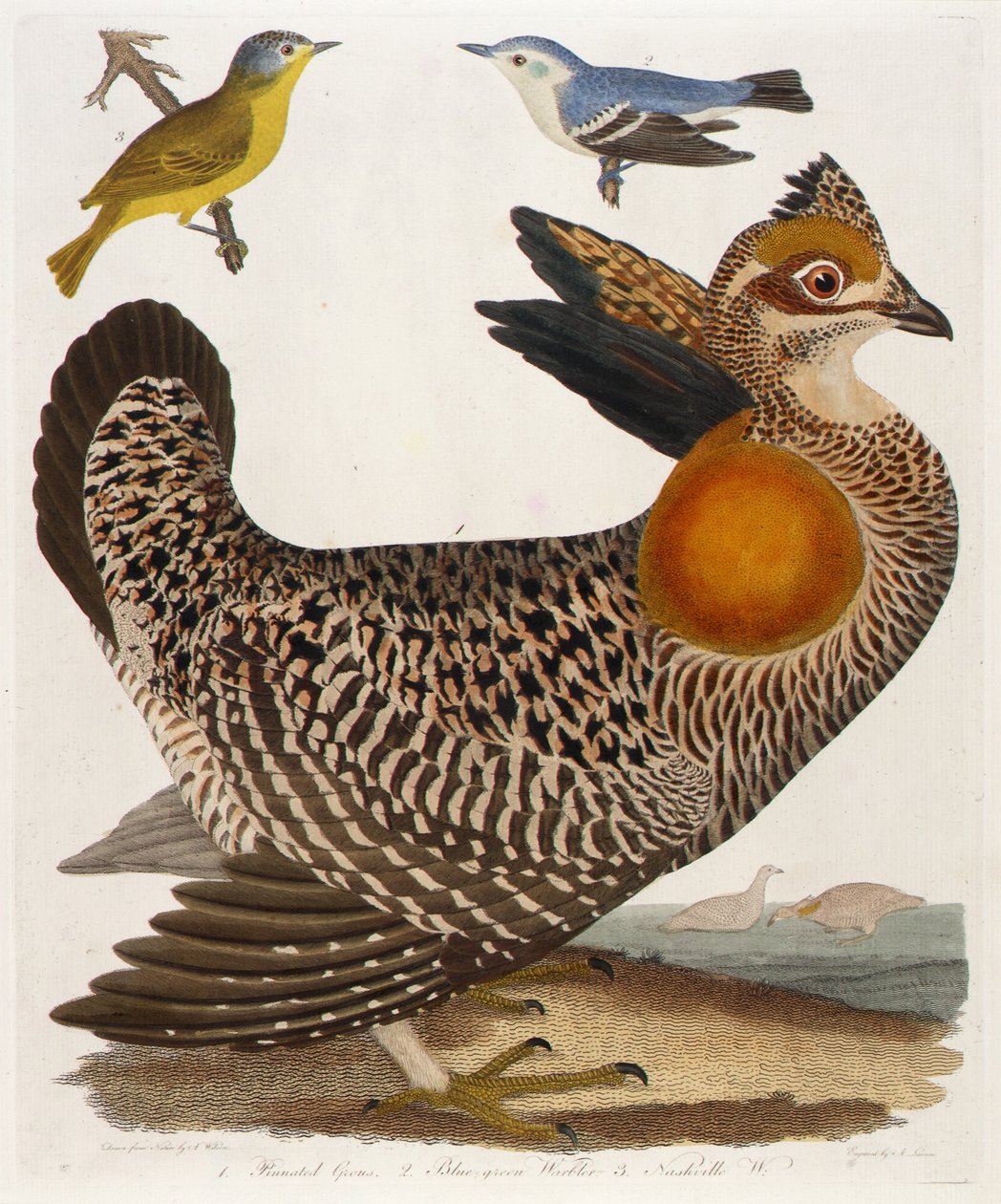 1. Grous pierzasty. 2. Wodniczka niebieskozielona. 3. Nashville W., z książki American Ornithology autorstwa Alexander Lawson