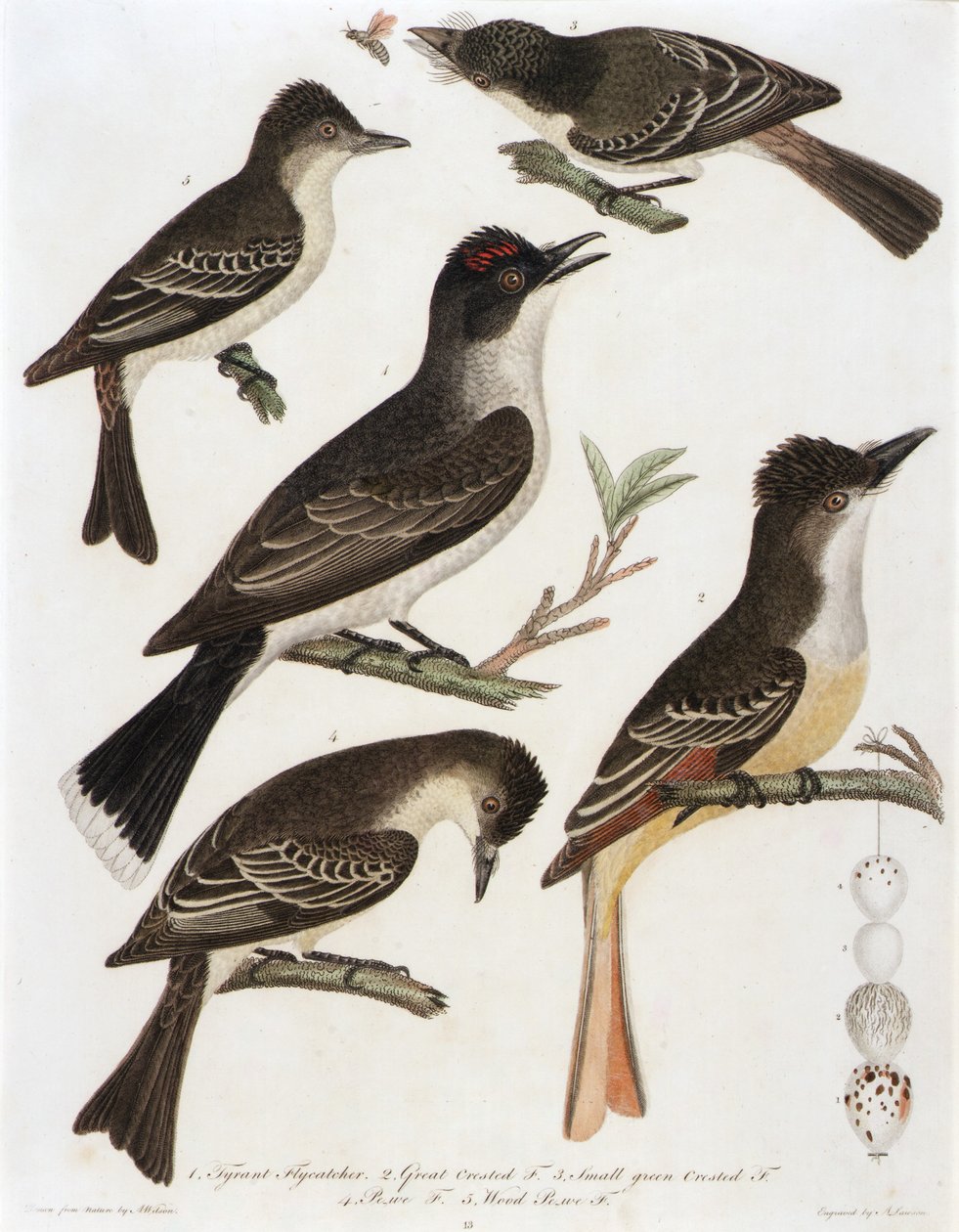 1. Muchołówka tyranowa. 2. Muchołówka czubata 3. Muchołówka mała zielona. 4. Pe-We F. 5. Muchołówka białoszyja (z książki American Orinthology) autorstwa Alexander Lawson