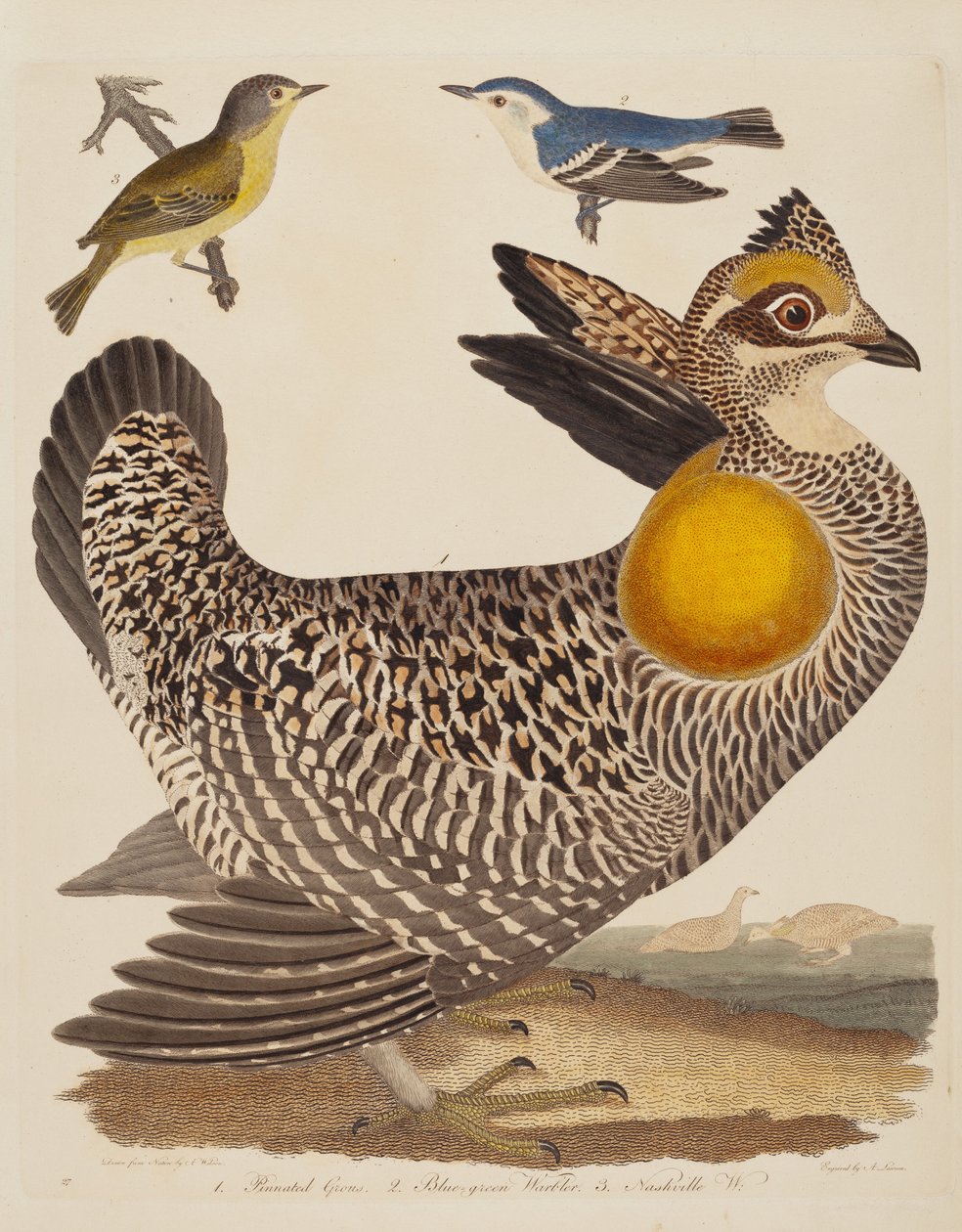 Pinnated Grous, Blue-green Warbler i Nashville Warbler, opublikowane w latach 1808-1814. autorstwa Alexander Lawson