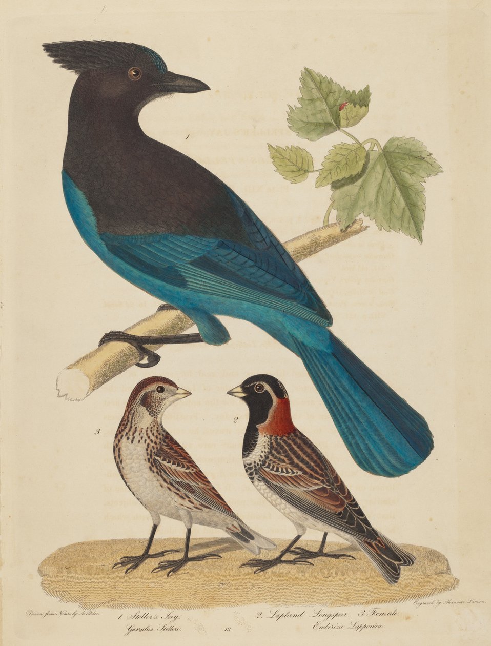 Sójka Stellera, Lapland Longspur i Kobieta. autorstwa Alexander Lawson