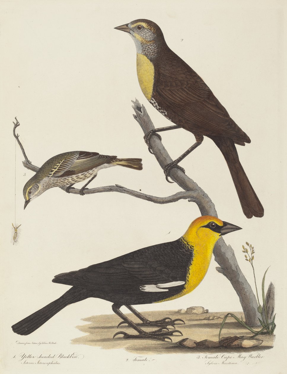 Żółtogłowy kos, samica kosa i samica Cape May Warbler. autorstwa Alexander Lawson