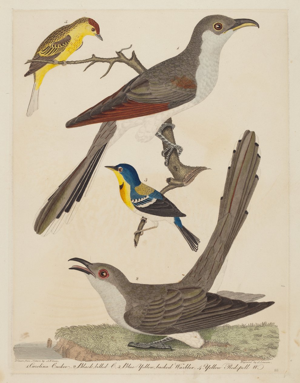 Carolina Cuckoo, czarnodzioby kukułka, niebieska żółtogrzbietka i żółta czerwonogłowa pokrzewka autorstwa Alexander Lawson after Alexander Wilson