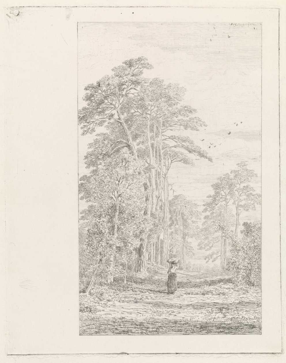 aleja sosnowa autorstwa Alexander Mollinger
