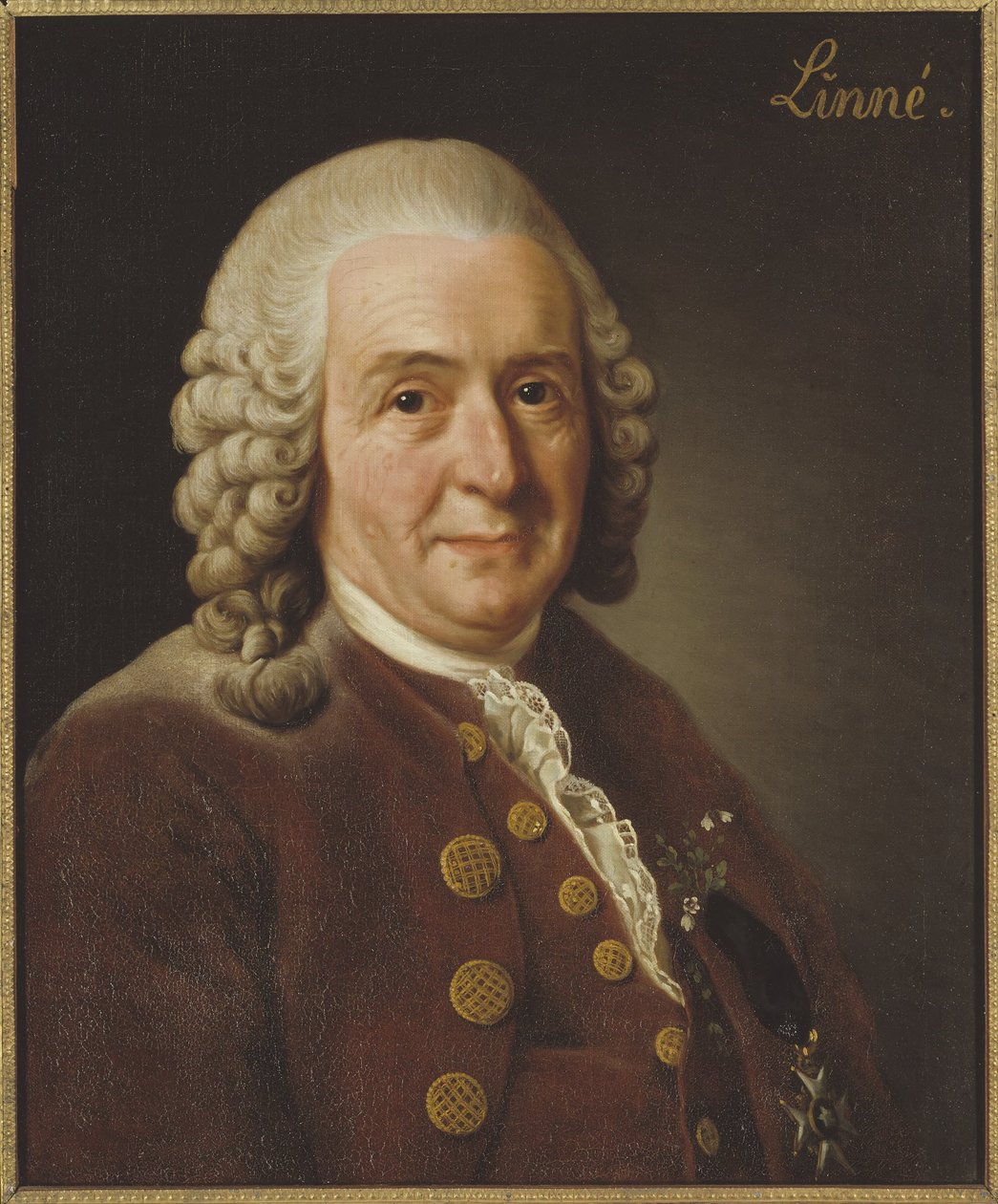 Karol Linneusz (1707-1778), profesor i botanik, 1775 autorstwa Alexander Roslin