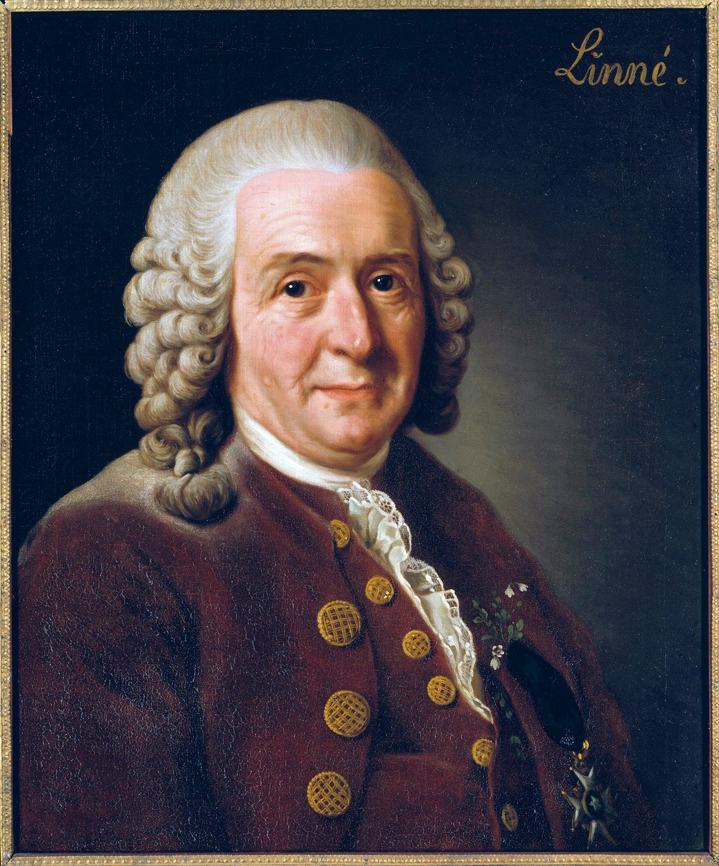 Portret Carla von Linne (Linneusza) autorstwa Alexander Roslin