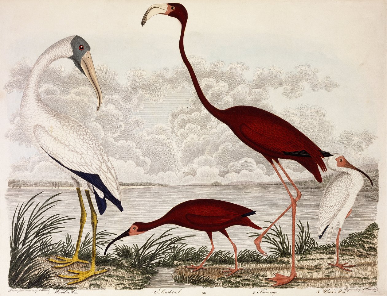 Wood Ibis, Scarlet Flamingo, White Ibis, ok. 1828-1829 autorstwa Alexander Wilson