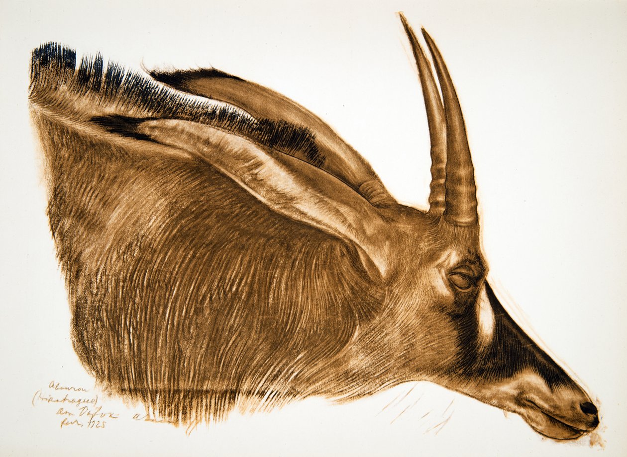 Antylopa Hippotraga (Am Dafok), z Rysunków i obrazów Afryki, wykonana podczas wyprawy Citroen Centre Afrique, druga misja Haardt Audouin-Dubreuil, wyd. Paryż, 1927 autorstwa Alexander Yakovlev