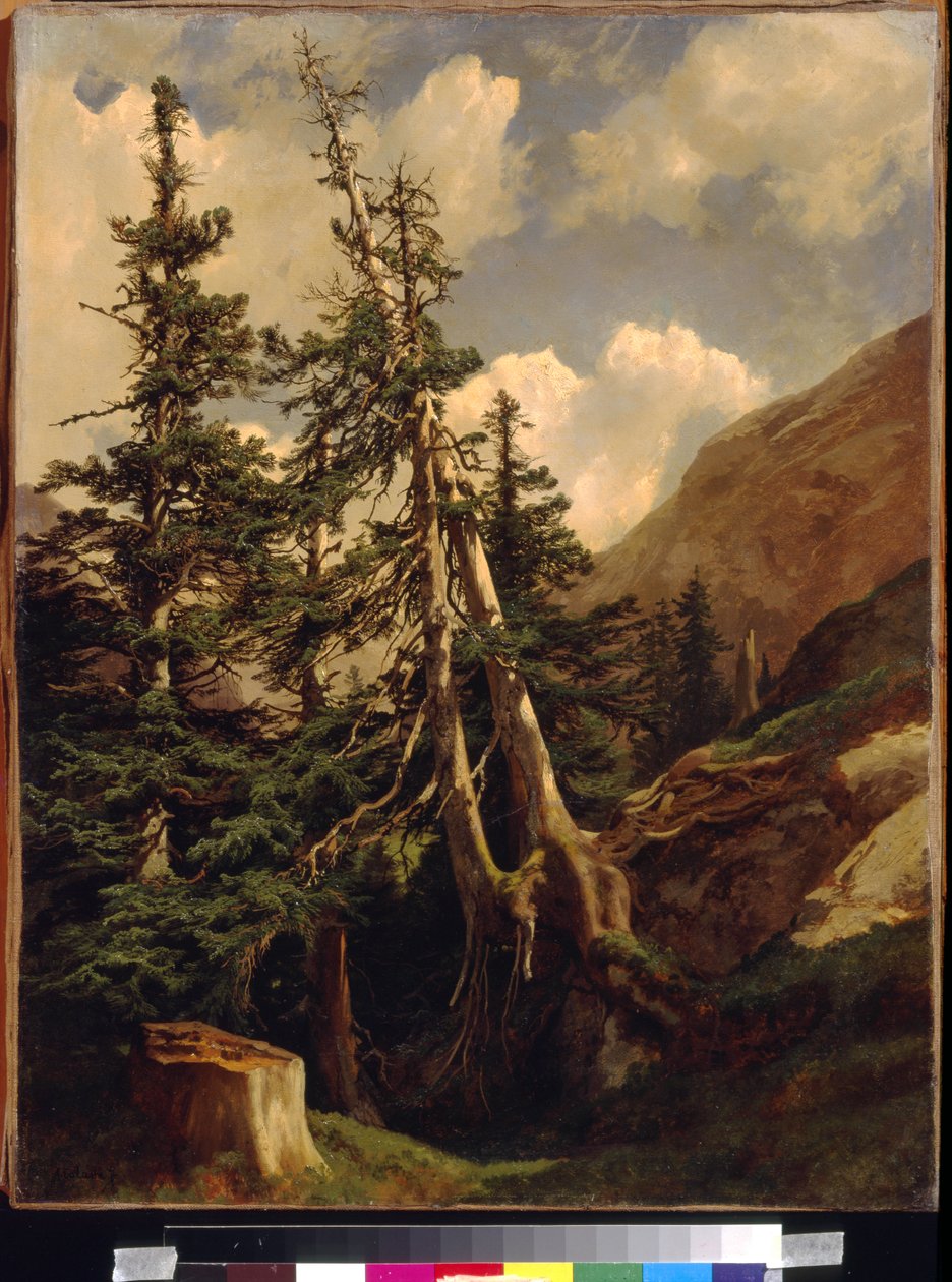 Jodły w górach autorstwa Calame, Alexandre (1810-1864). Olej na płótnie, Wymiar : 68,5x53. Państwowe Muzeum Sztuk Pięknych im. A. Puszkina, Moskwa autorstwa Alexandre Calame