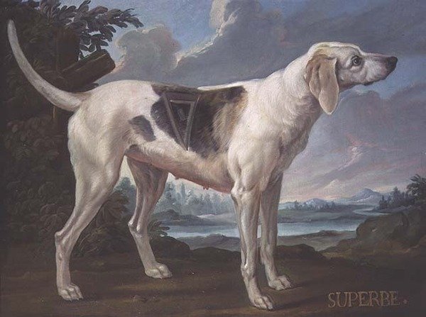 Portret psa „Superbe” ze stada księcia Conde (olej na płótnie) autorstwa Alexandre F. (school of) Desportes