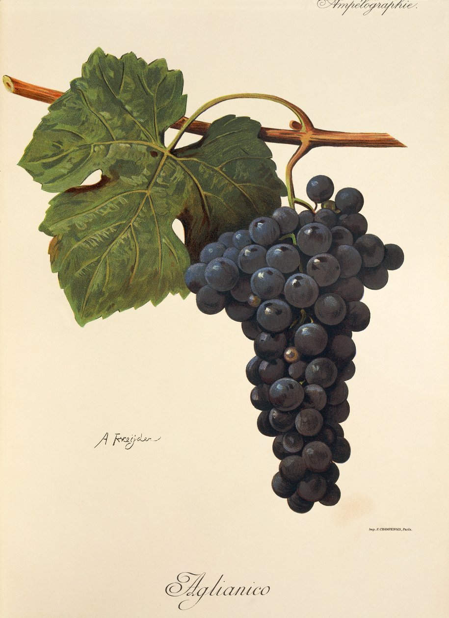 Winogrona Aglianico A. Kreyder autorstwa Alexis Kreyder