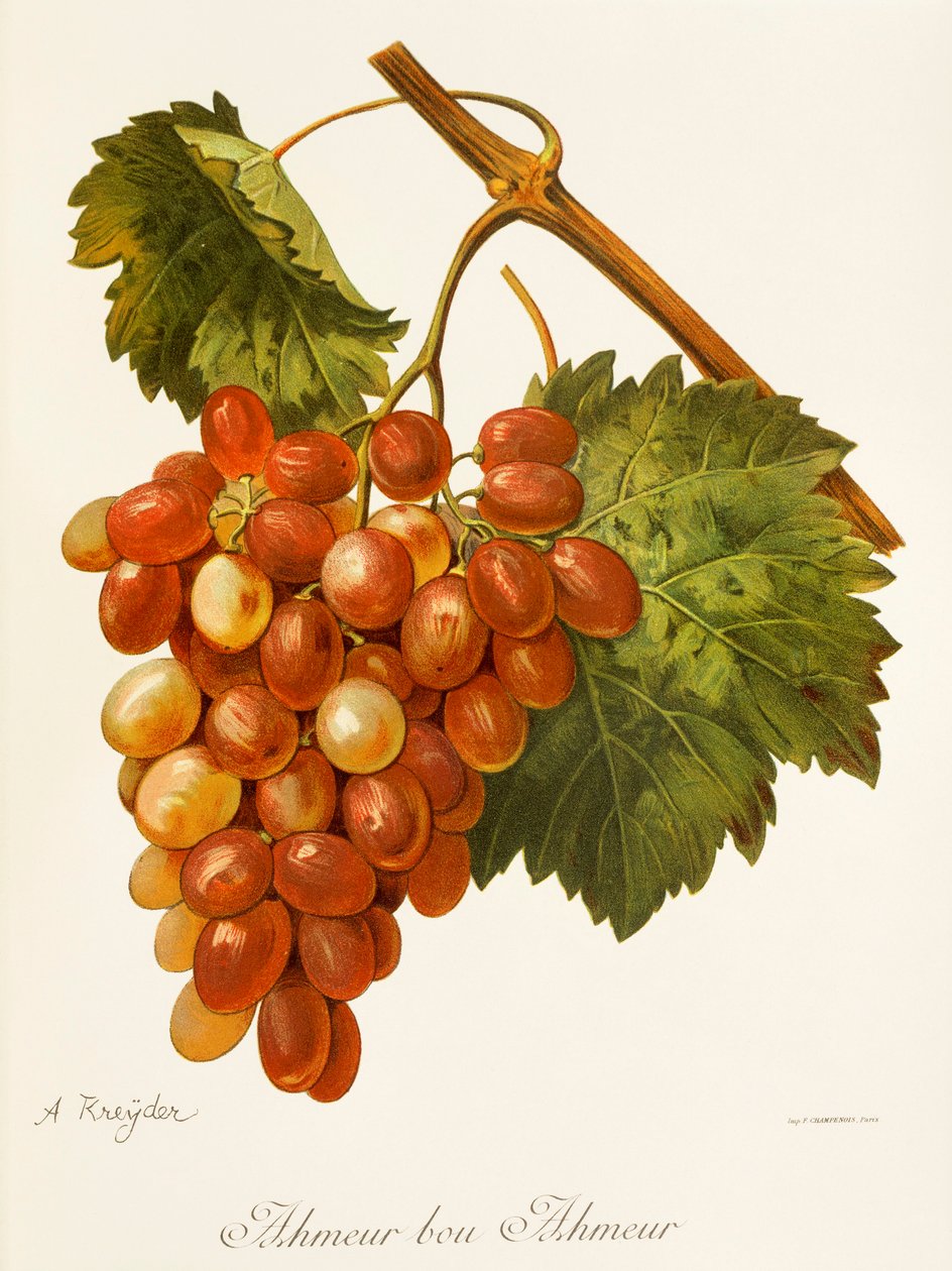 Winogrona Ahmeur Bou Hameur od A. Kreyder autorstwa Alexis Kreyder