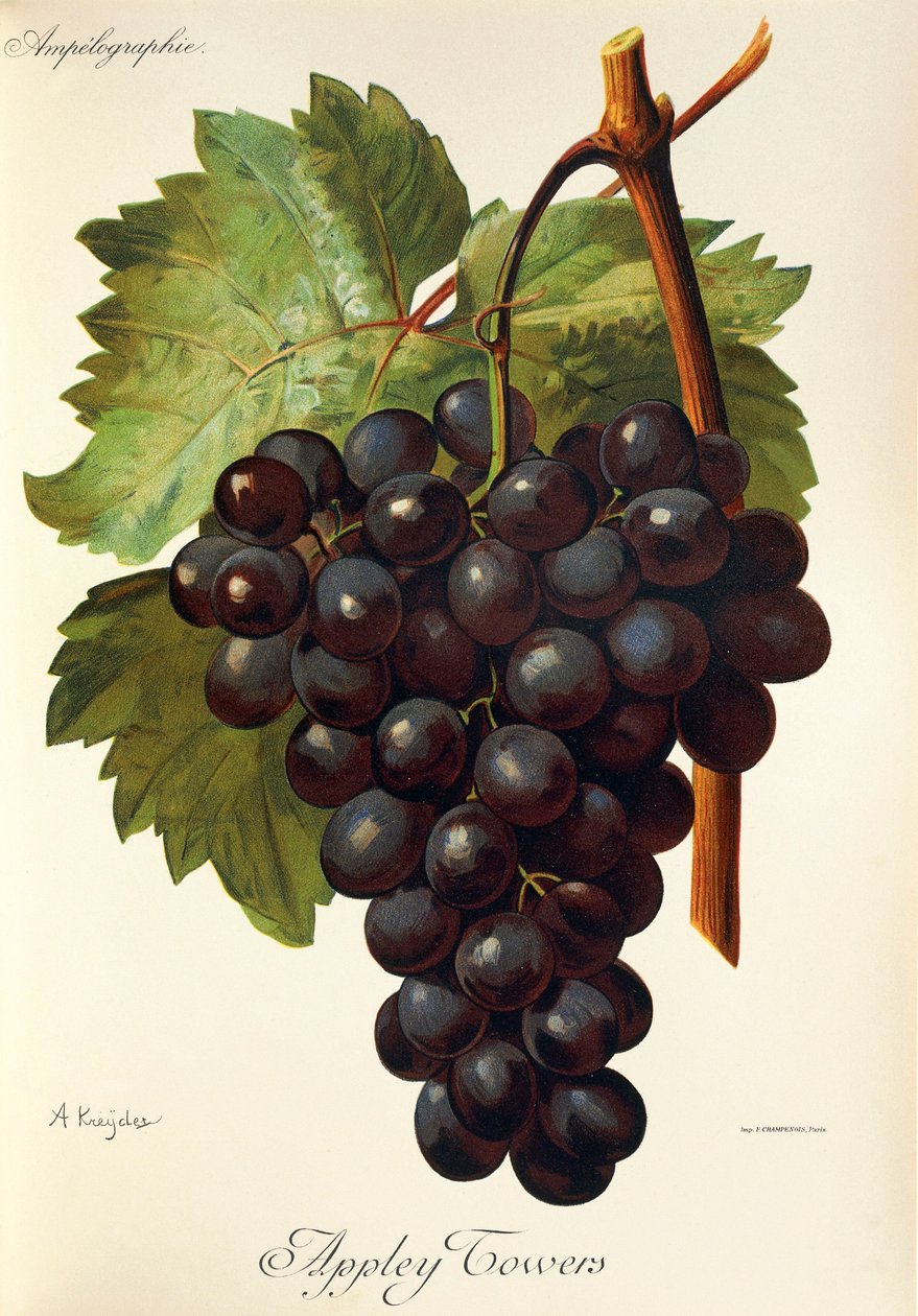 Winogrona Appley Towers. Ilustracja A. Kreyder., Pessione, z Traite General de Viticulture. Ampelografia autorstwa Alexis Kreyder