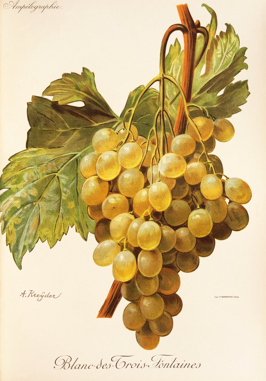 Winogrona Blanc-des-Trois-Fontaines autorstwa A. Kreyder autorstwa Alexis Kreyder