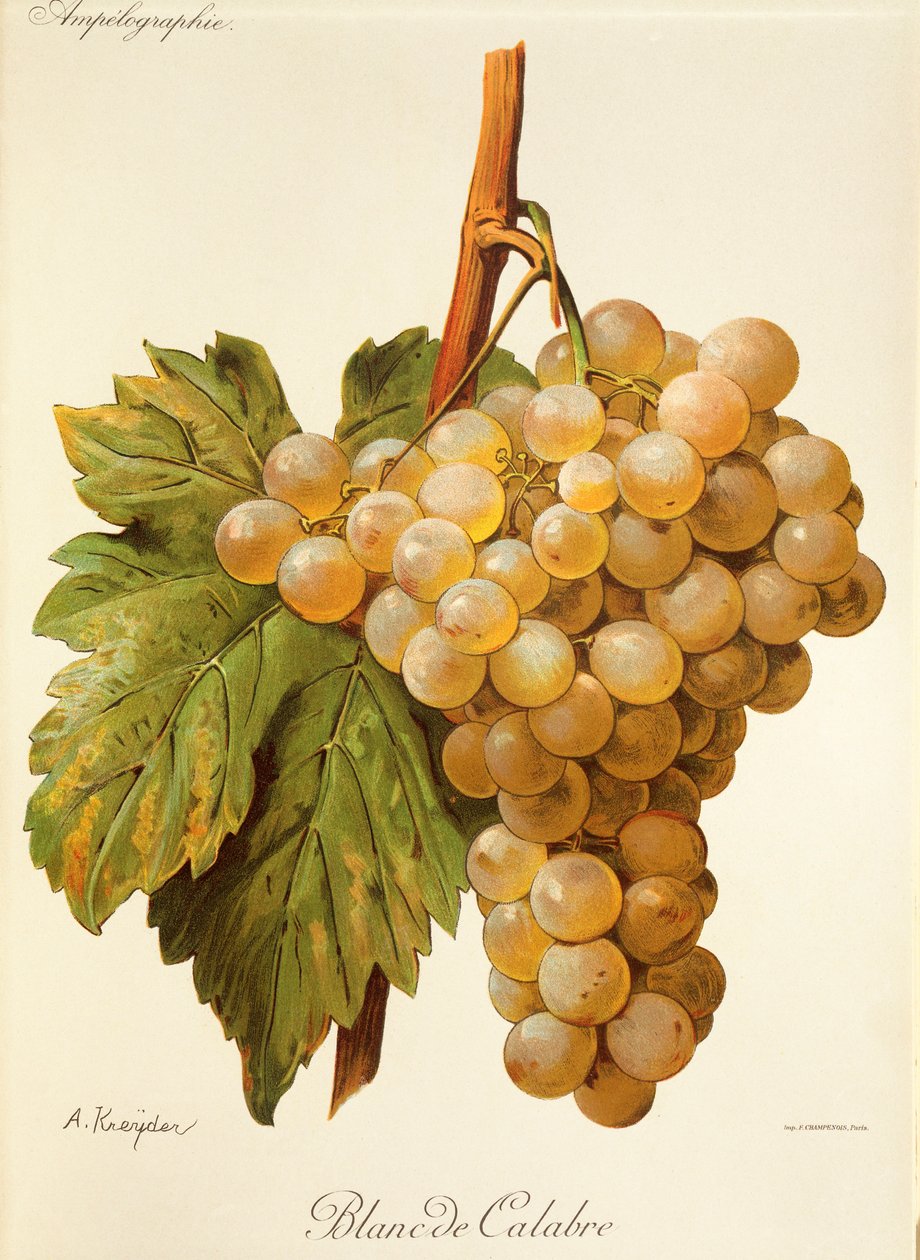 Winogrona Blanc de Calabria A. Kreyder autorstwa Alexis Kreyder