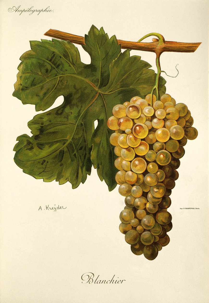 Winogrona Blanchier A. Kreyder autorstwa Alexis Kreyder