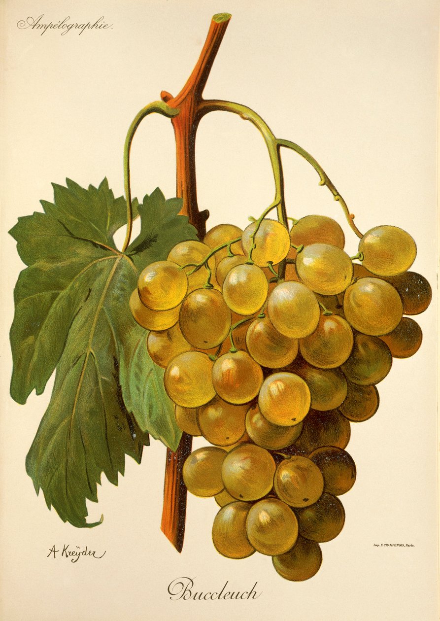 Winogrona Buccleuch autorstwa A. Kreyder autorstwa Alexis Kreyder
