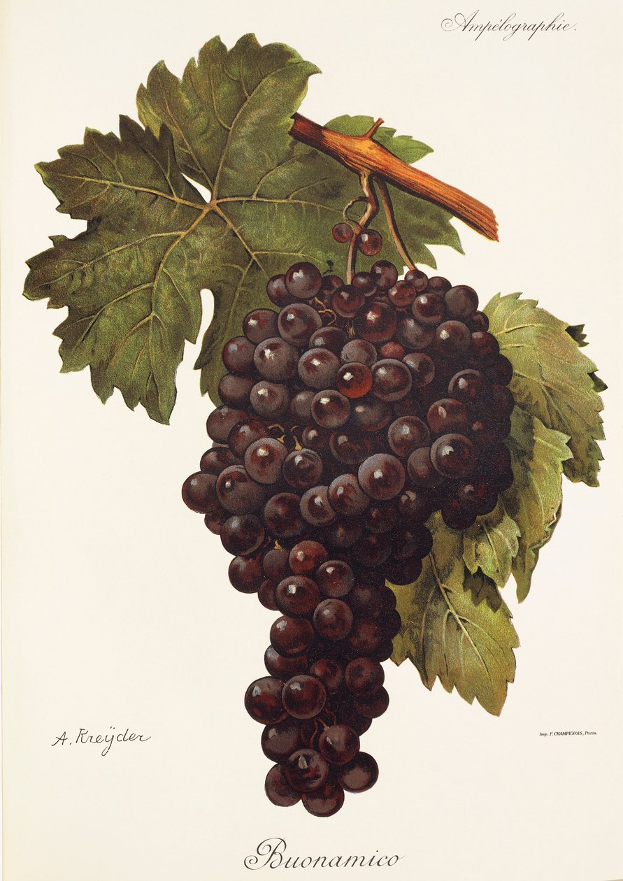 Winogrona Buonamico autorstwa A. Kreyder autorstwa Alexis Kreyder