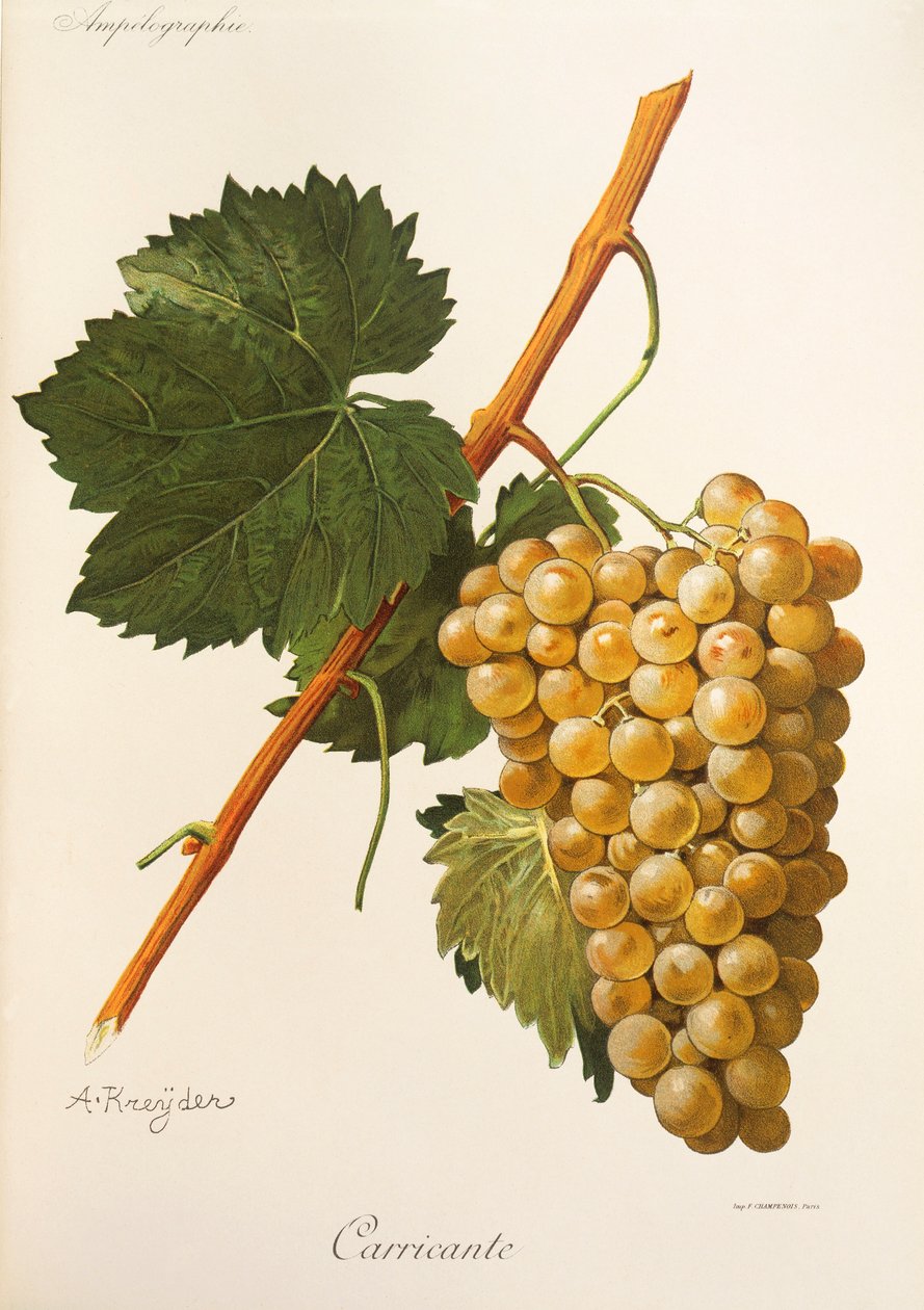 Winogrona Carricante od A Kreyder autorstwa Alexis Kreyder
