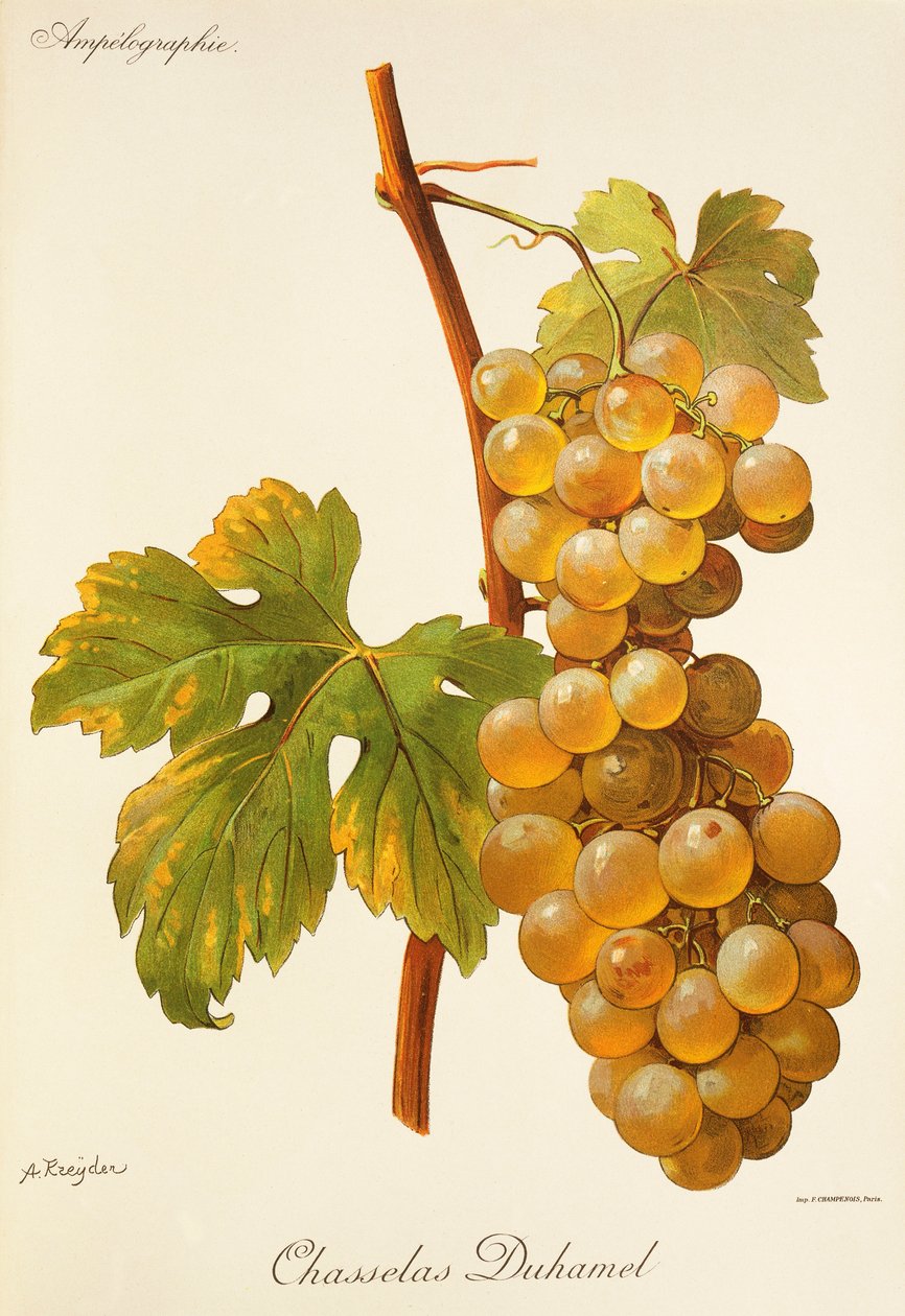 Winogrona Chasselas Duhamel firmy A. Kreyder autorstwa Alexis Kreyder