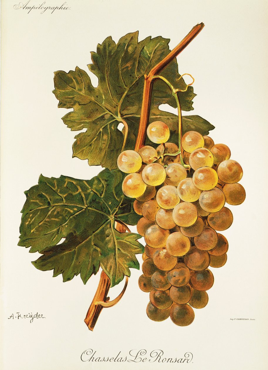 Winogrona Chasselas Le Ronsard od A. Kreyder autorstwa Alexis Kreyder