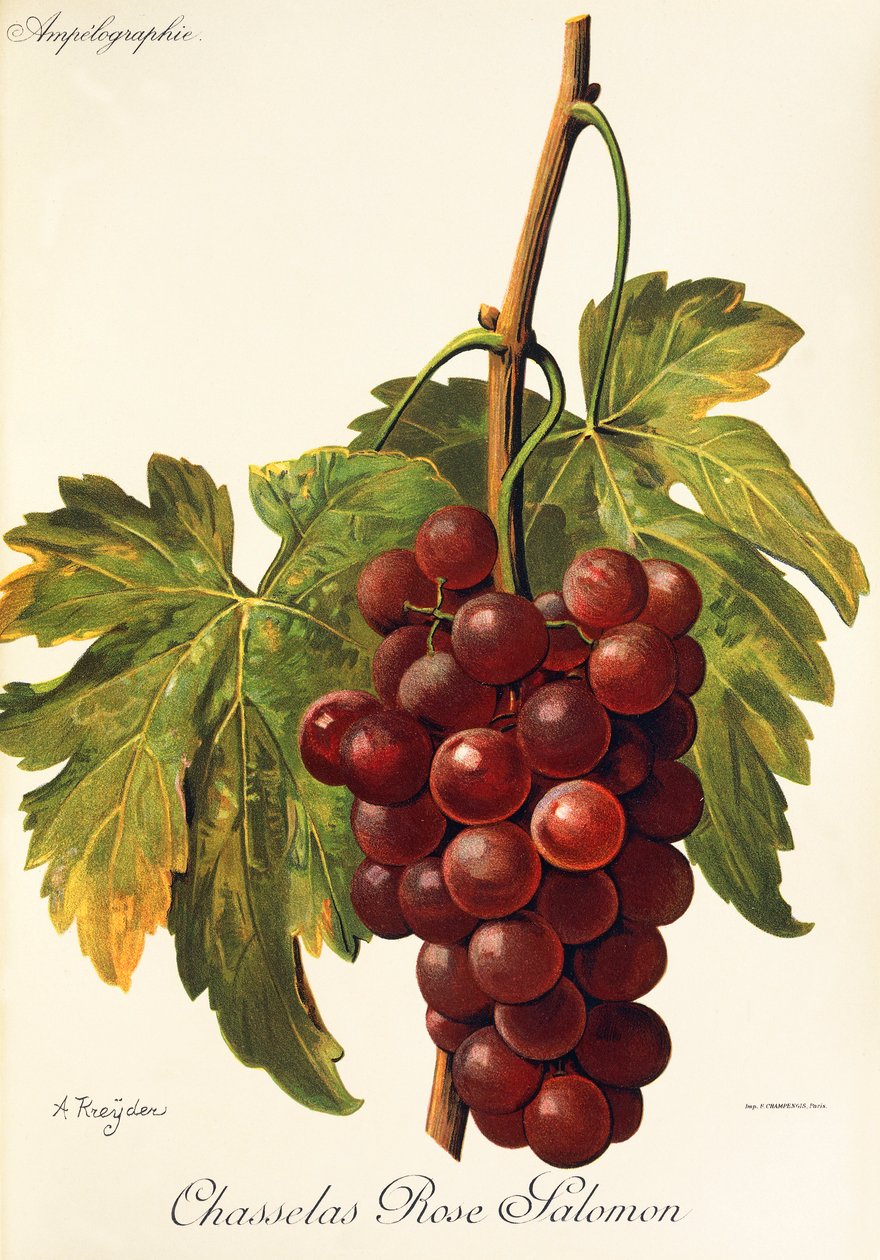 Chasselas Rose Salomon winogrona A. Kreyder autorstwa Alexis Kreyder
