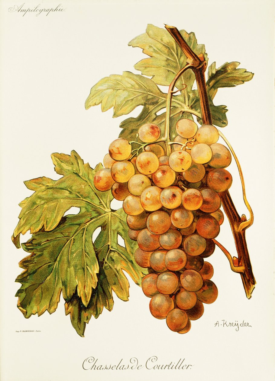 Winogrona Chasselas de Courtiller autorstwa A. Kreyder autorstwa Alexis Kreyder