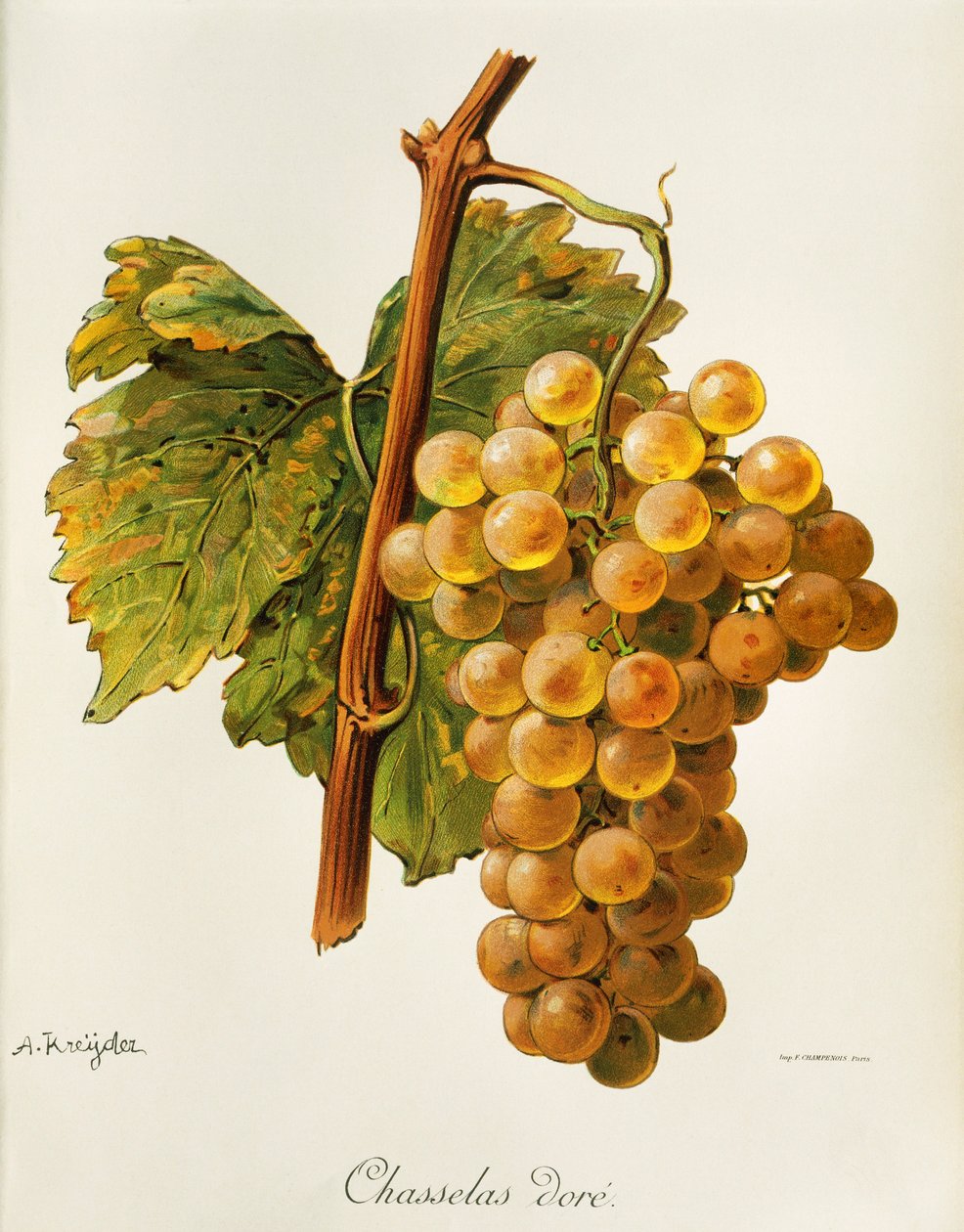 Chasselas złote winogrono A. Kreyder autorstwa Alexis Kreyder