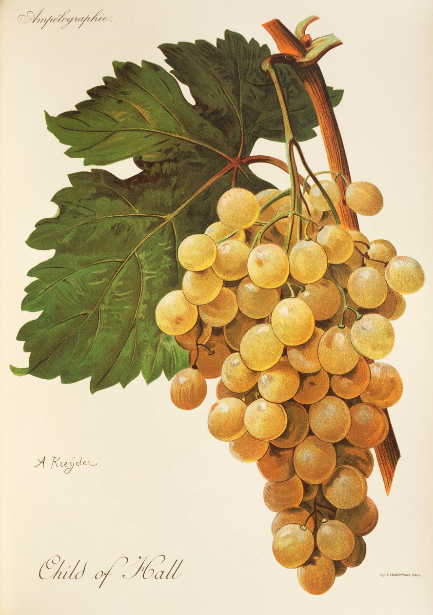 Winogrona Child of Hall autorstwa A Kreyder autorstwa Alexis Kreyder