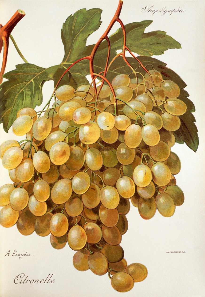Winogrona Citronelle A. Kreyder autorstwa Alexis Kreyder