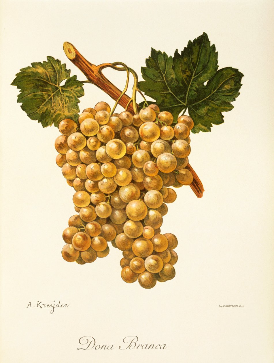 Winogrona Dona Branca – A. Kreyder autorstwa Alexis Kreyder