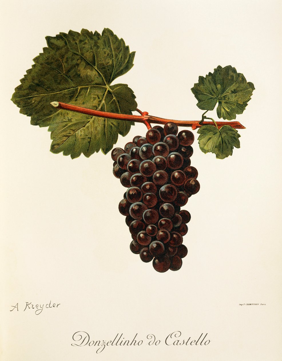 Winogrona Donzellinho do Castello autorstwa A. Kreyder autorstwa Alexis Kreyder
