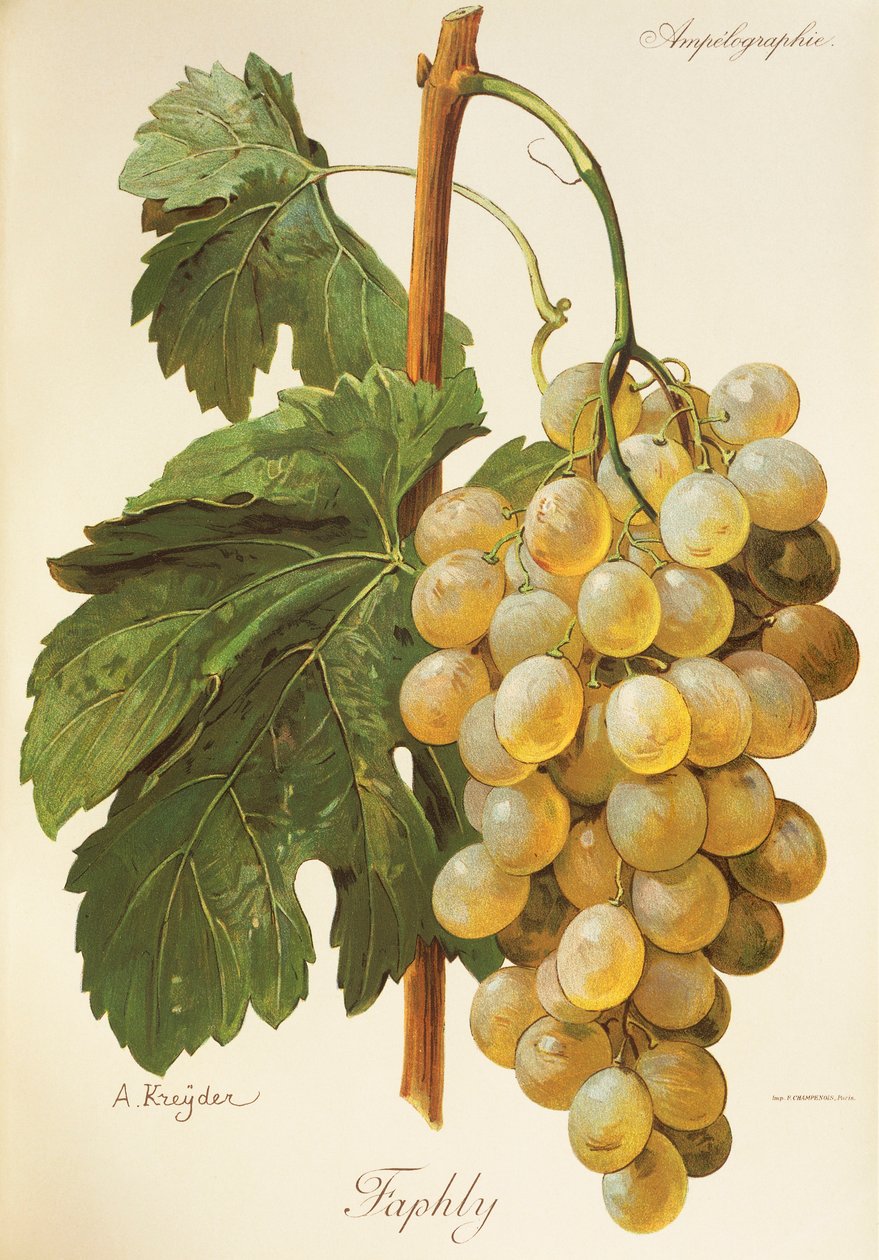 Winogrona Faphly autorstwa A. Kreyder autorstwa Alexis Kreyder