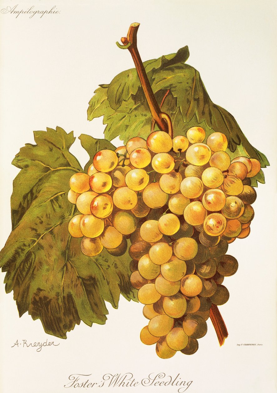 Winogrona Foster