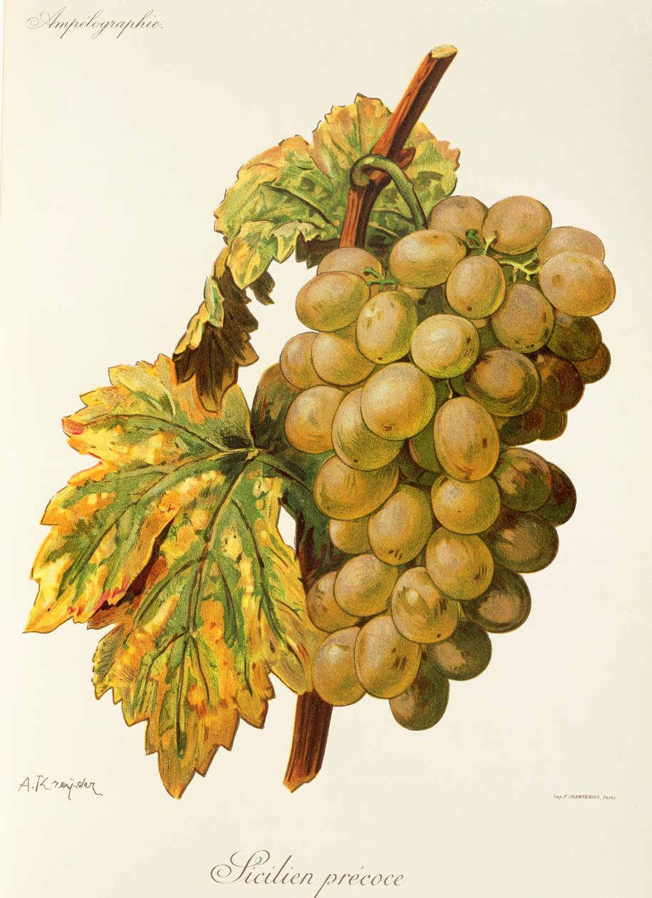 Winogrona Frankenthal A. Kreyder autorstwa Alexis Kreyder