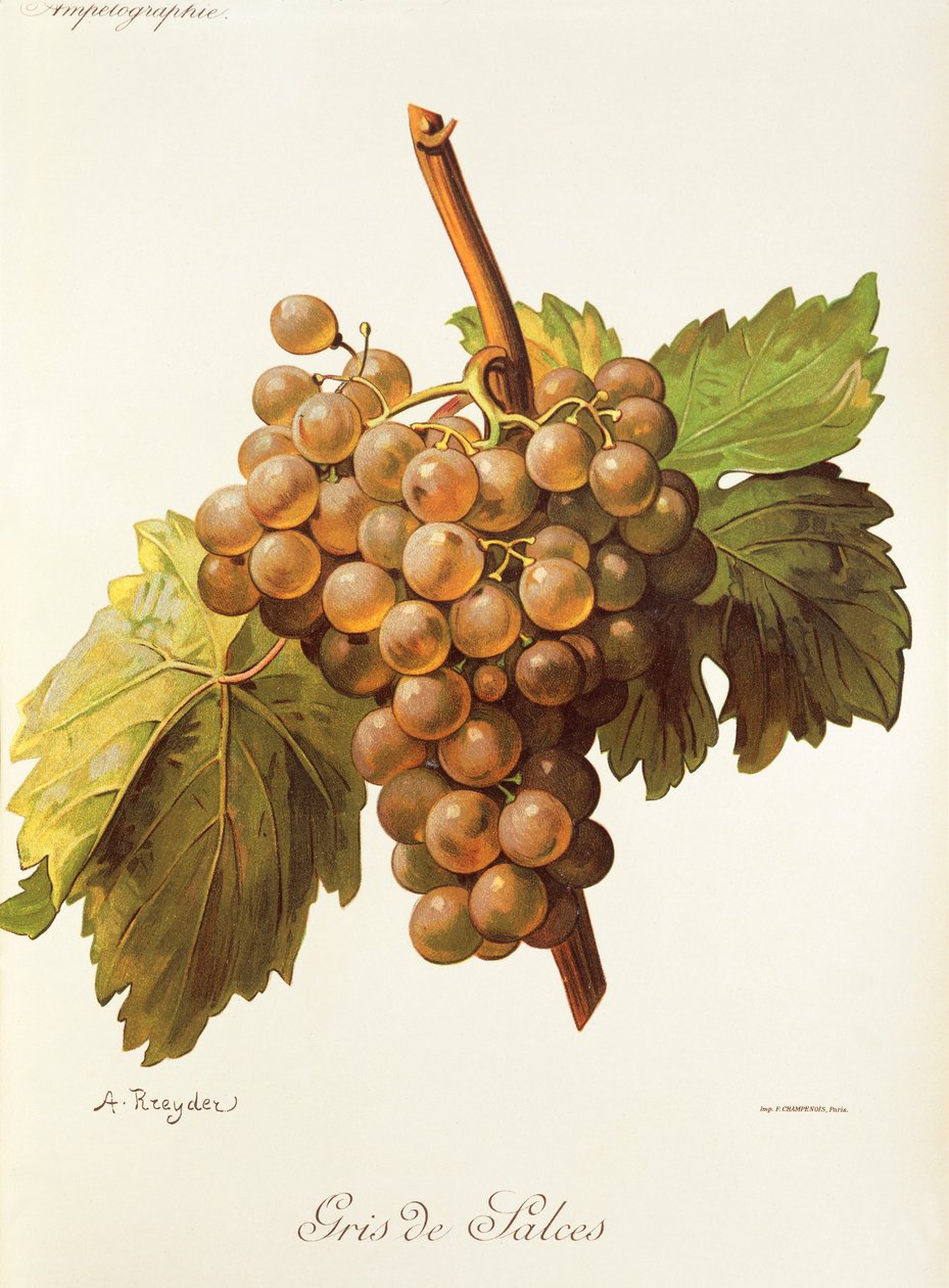 Winogrona Gris de Salces autorstwa A. Kreyder autorstwa Alexis Kreyder